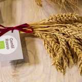 Le giovani ci mostrano le tipologie di grano ritrovate...